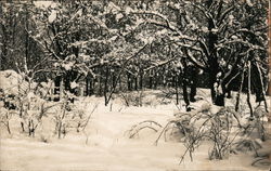 Winter Woods Snow Scene Postcard