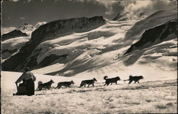 Schlittenfahrt mit Polarhunden auf Jungfraujoch 3454 m. Postcard