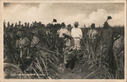 Sugar-cane Laborers Hawaii Postcard Postcard Postcard