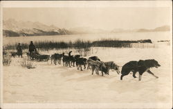 Transporting US Mail in Alaska with dogs Postcard