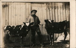 Man and Two Cows Postcard