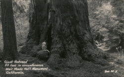 Giant Redwood in Muir Woods National Monument Postcard