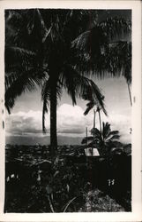 View Over Palm Trees Postcard