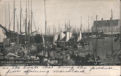 Mosquito Fleet Galveston, TX Postcard Postcard Postcard