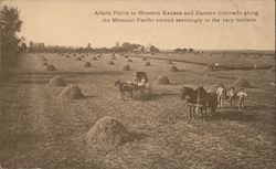 Alfalfa Fields in Western Kansas and Eastern Colorado Postcard