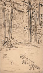 A Fox in the Woods Pencil Drawing Postcard