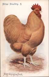 Prize Poultry Postcard