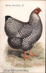 Prize Poultry Postcard