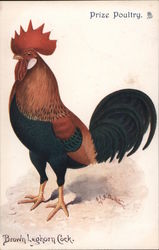 Prize Poultry Postcard