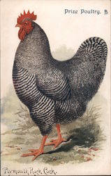 Prize Poultry Postcard