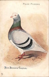 Prize Pigeons Postcard