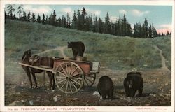 Feeding Wild Bears, Yellowstone Park Postcard