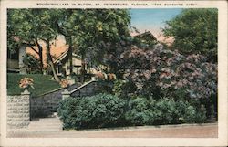 Bougainvillaea in Bloom Postcard