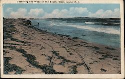 Gathering Sea Weed on the Beach Block Island, RI Postcard Postcard Postcard