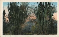 Cactus Plants Postcard