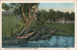 Alligator Quartet on the Bayano River Panama Postcard Postcard Postcard