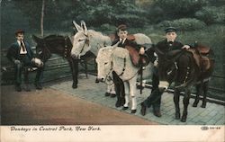 Donkeys in Central Park Postcard