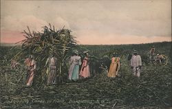 Loading canes in field, Barbados Caribbean Islands Postcard Postcard Postcard