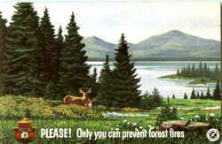 Please Only You Can Prevent Forest Fires Advertising Postcard Postcard