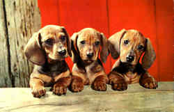 Dachshund Pups Postcard