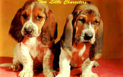 Basset Pups Dogs Postcard Postcard