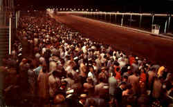 Night Scene At Batavia Downs Race Track Postcard