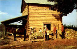 Stringing Tobacco At Harvest Time Postcard