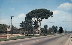 Chino Pine Tree California Postcard Postcard Postcard