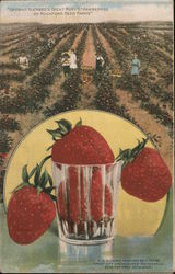 Growing Buckbee's Great Ruby Strawberries on Rockford Seed Farms Postcard