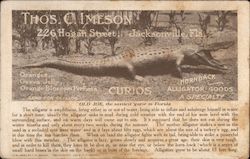 Thos. C. Imeson, Jacksonville, Fla., Alligator Postcard