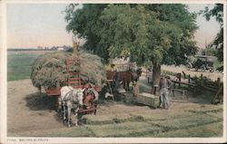 Baling Alfalfa Postcard