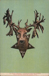 Deer Head with 76 Points Hunting Postcard Postcard Postcard