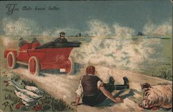 Automobile Hits Pig in Road - You Auto Know Better Cars Postcard Postcard Postcard