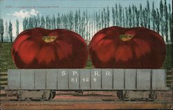 A Carload of Tomatoes From_______ Postcard