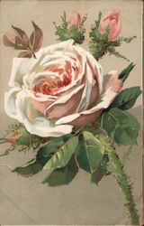 A Rose By Any Other Name Flowers Postcard Postcard Postcard