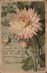 Chrysenthemum Flowers Postcard Postcard Postcard