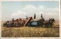 Heading Wheat in the West Farming Postcard Postcard Postcard