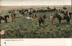 Cowboys Branding Cattle Postcard