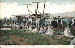 Sheep Shearers at Work Cowboy Western Postcard Postcard Postcard