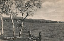 Birches - Lakefront Lakeville, CT Postcard Postcard Postcard