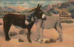 Romance on the Desert - Two Donkeys Postcard Postcard Postcard