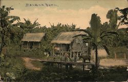 A Chinese Farmer's Banana Plantation on the Banks of the Canal Panama Postcard Postcard Postcard