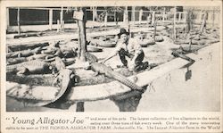 Young Alligator Joe, The Florida Alligator Farm Jacksonville, FL Postcard Postcard Postcard