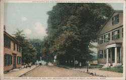 Linden Trees, Planted by Col. Geo. Watson Postcard