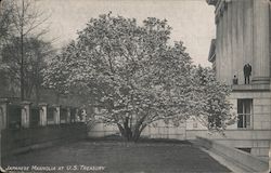 Japanese Magnolia at U.S. Treasury Postcard