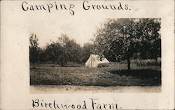 Camping Grounds, Birchwood Farm Postcard