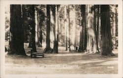 Lanes Redwood Flat on Redwood Highway Garberville, CA Postcard Postcard Postcard