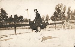 Woman Riding Ostrich Postcard