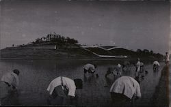 Working in a Rice Paddy Postcard