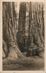 Forest Giants Mt. Tampalpais & Muir Woods, RY Mill Valley, CA Postcard Postcard Postcard